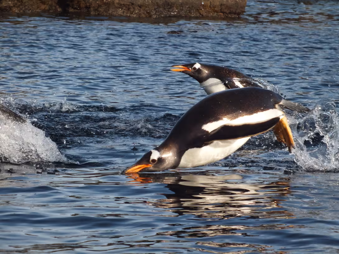 Gentoo Penguin © Jonathan Handley