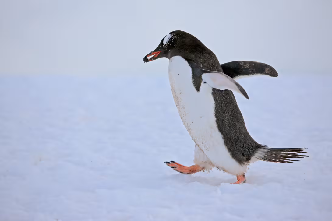 Gentoo Penguin © Ying Wang